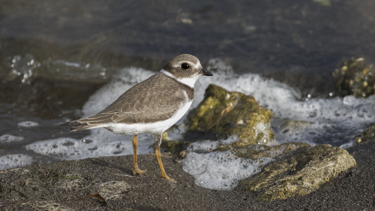 Semipalmated Plover - Eric Ellingson