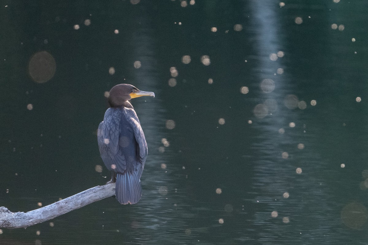 Double-crested Cormorant - John Missing