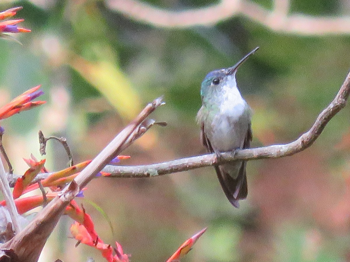 Azure-crowned Hummingbird - ML176981021