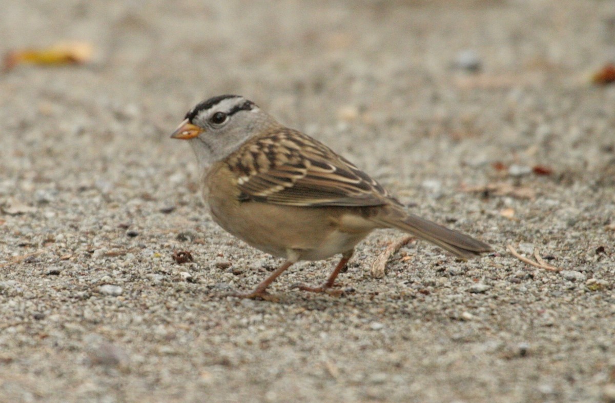 White-crowned Sparrow - ML176981631
