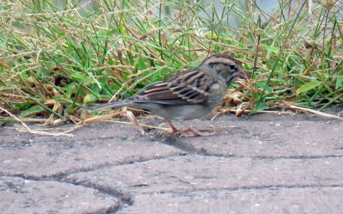 Chipping Sparrow - ML176985711