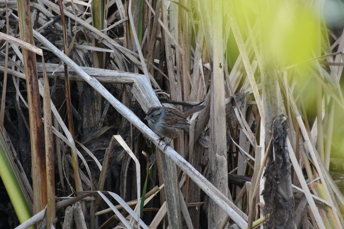 Swamp Sparrow - E G