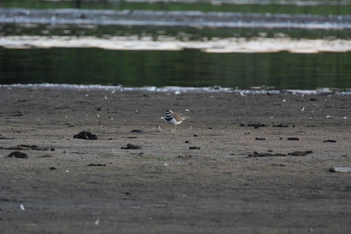 Semipalmated Plover - ML176987461