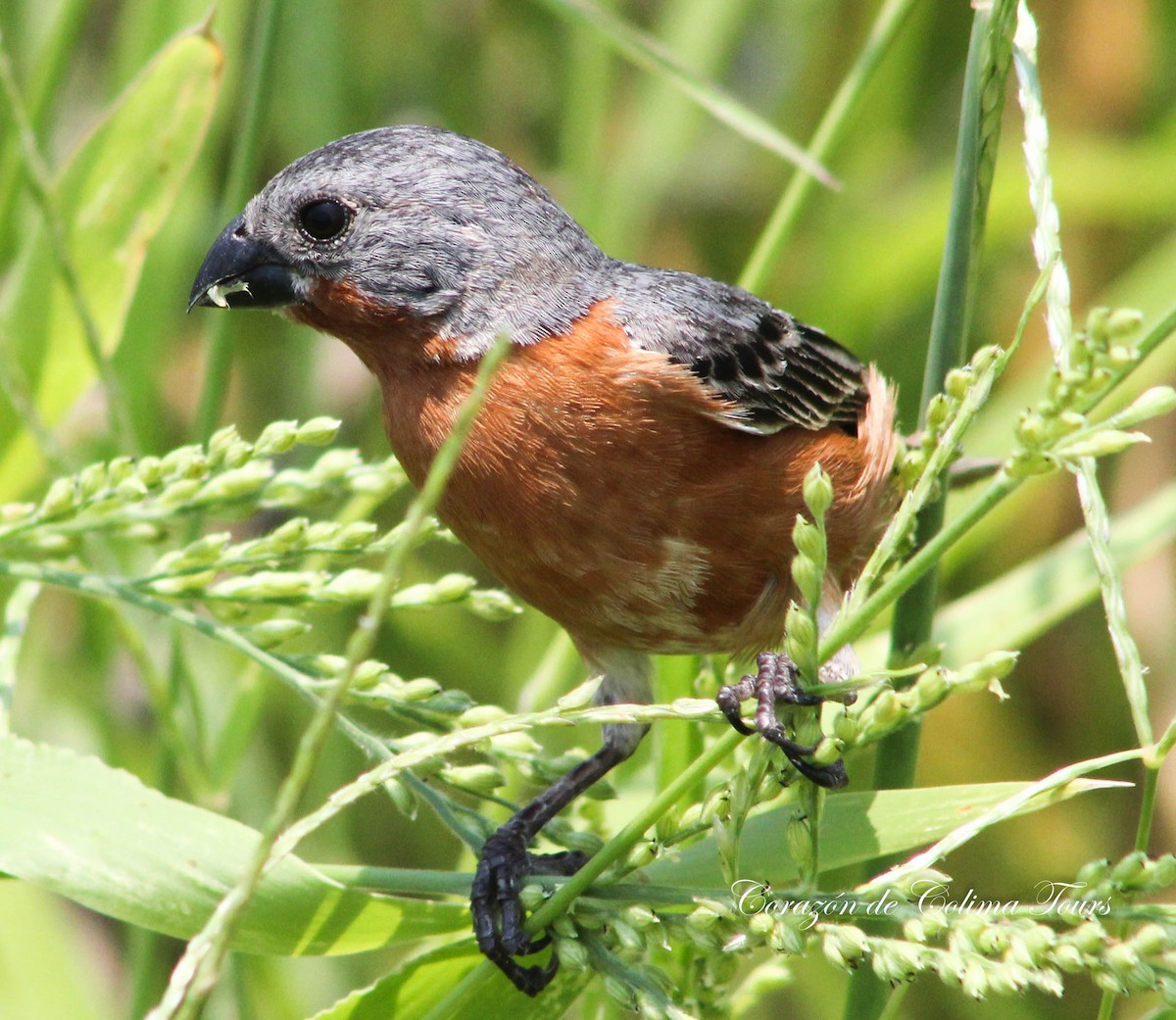 Ruddy-breasted Seedeater - ML176991021