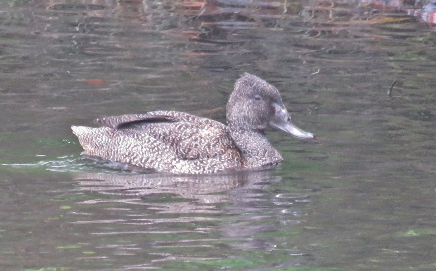Freckled Duck - ML176994471