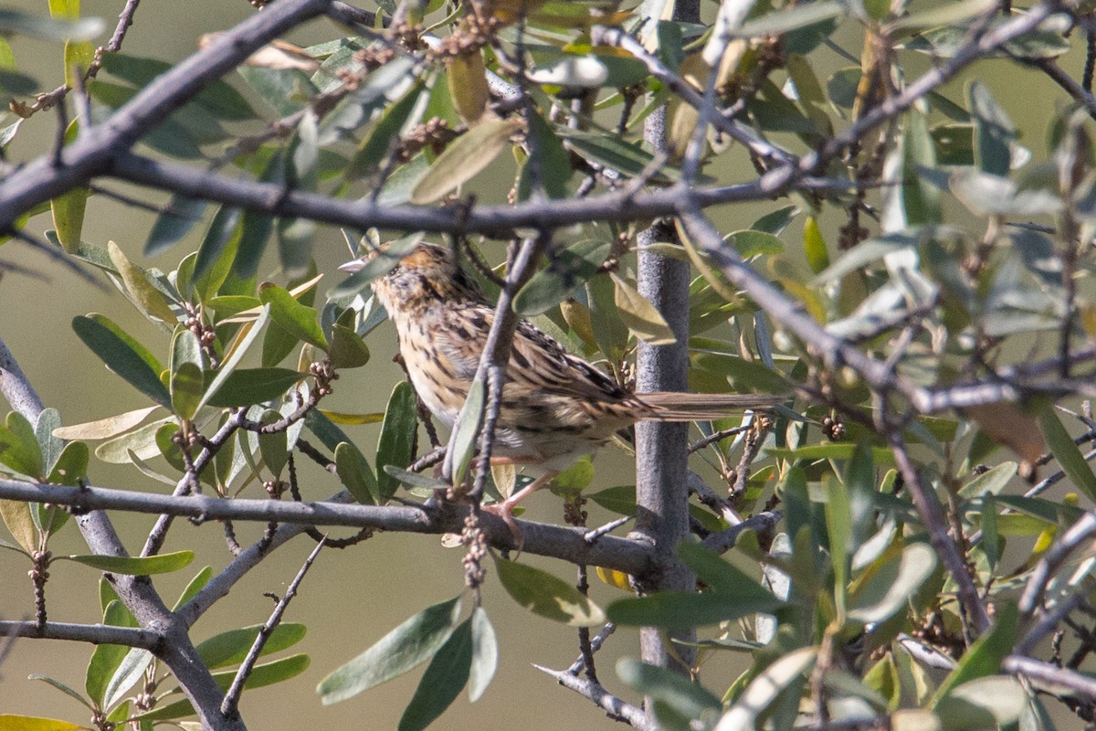 LeConte's Sparrow - Meghan Mickelson