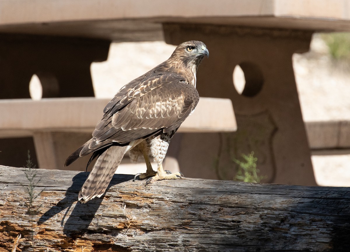 Red-tailed Hawk - ML176999421