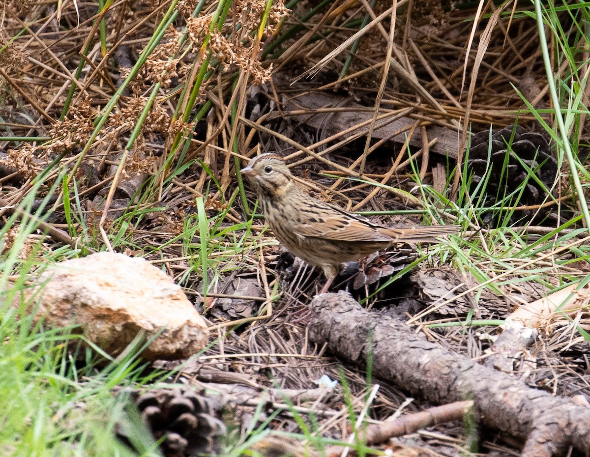 Lincoln's Sparrow - Marty Herde