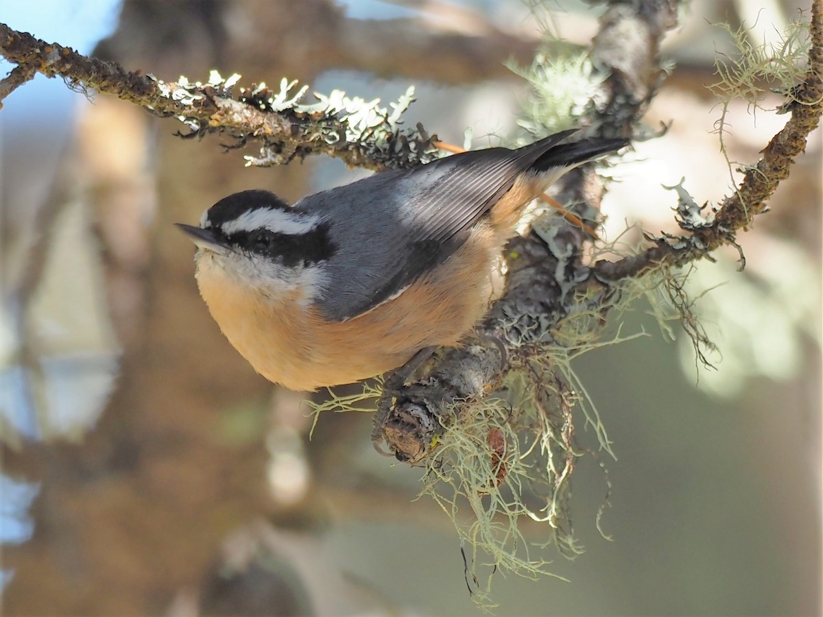 Red-breasted Nuthatch - ML177001141