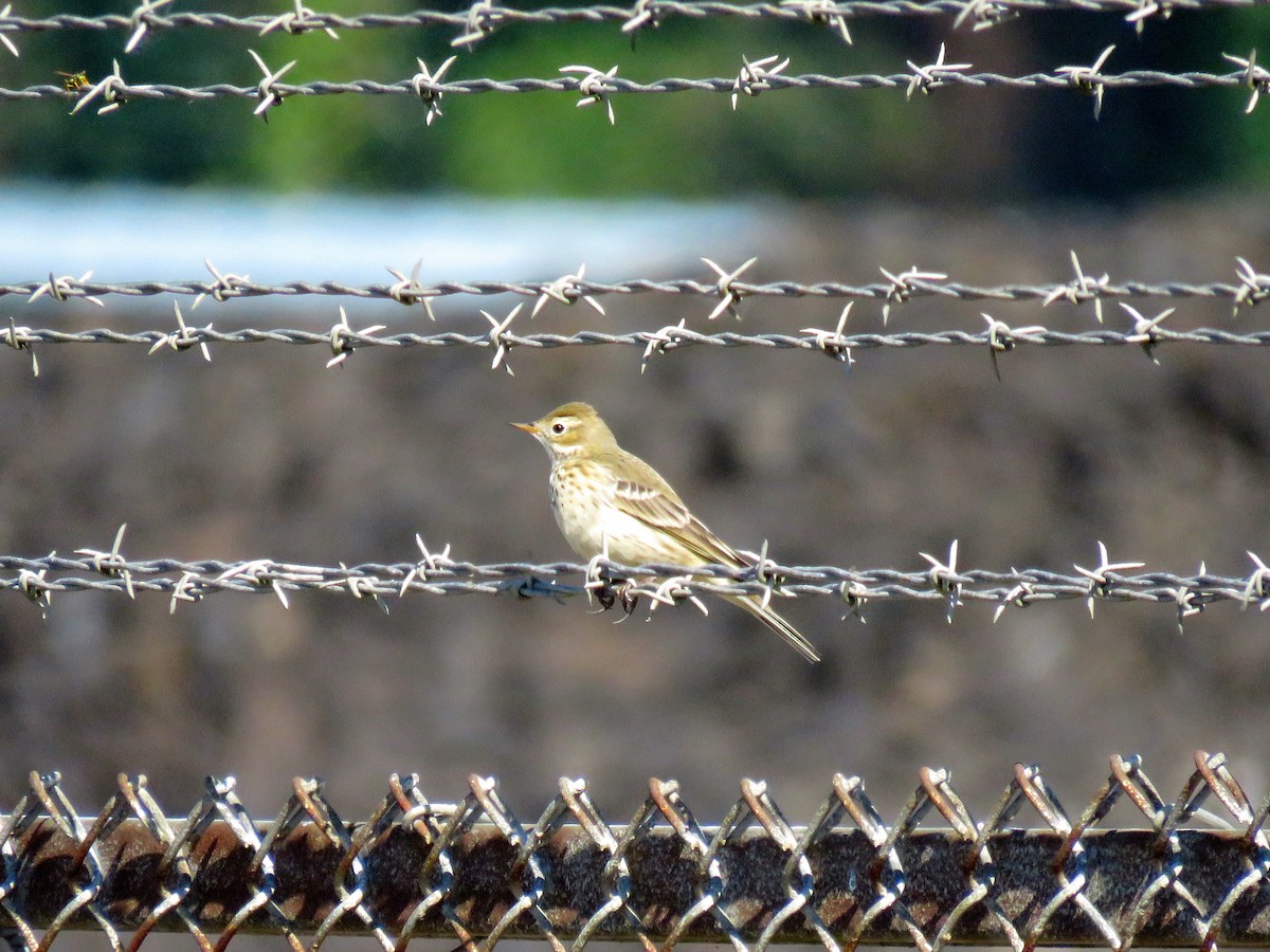 American Pipit - Annika Andersson