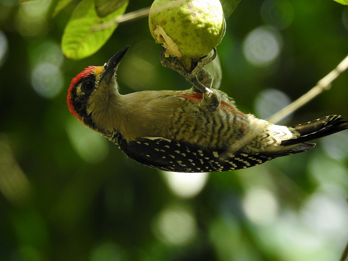 Black-cheeked Woodpecker - Edgardo Orozco Díaz