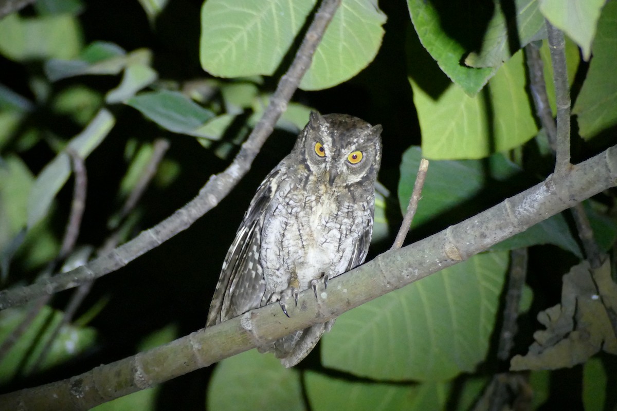 Moluccan Scops-Owl - Peter Kaestner