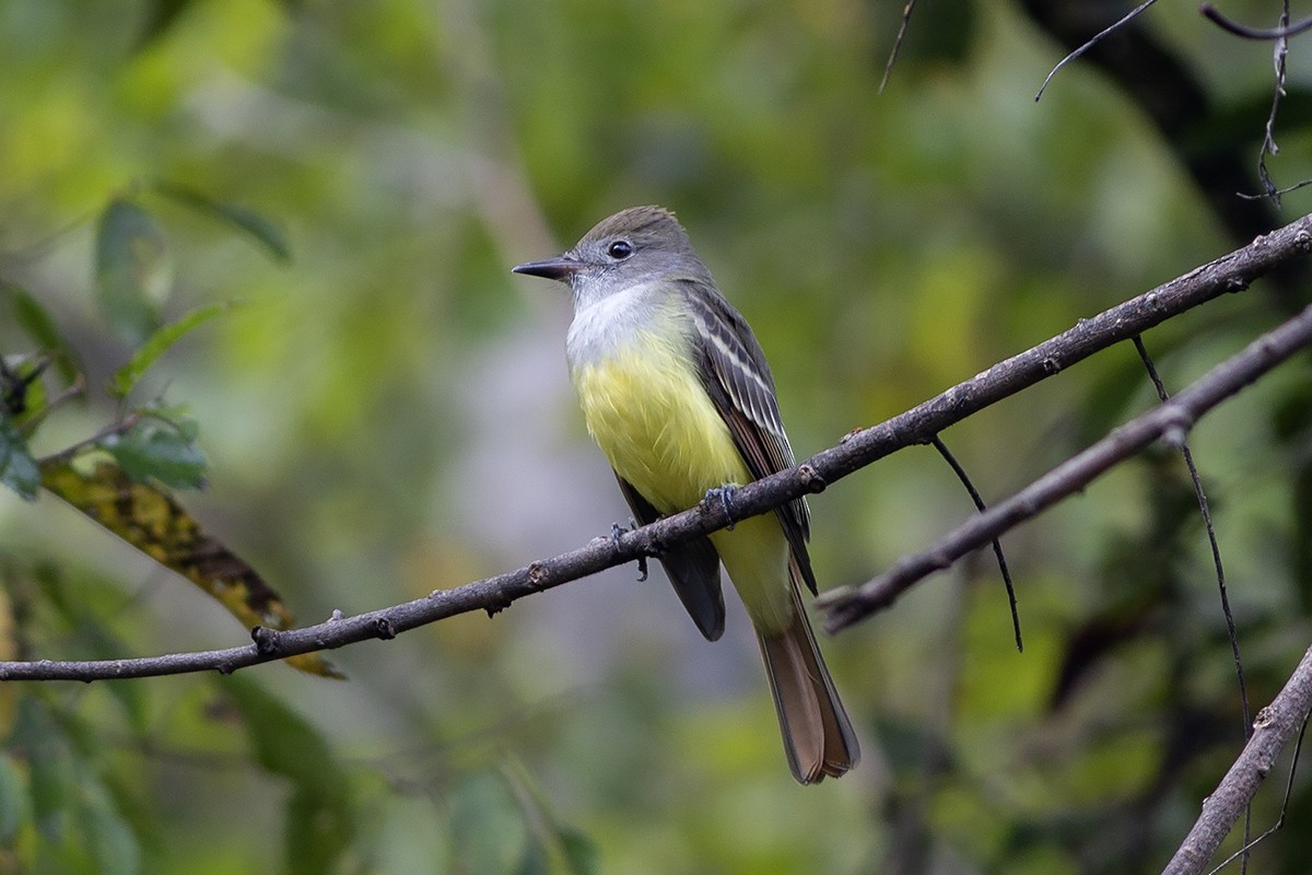 Great Crested Flycatcher - ML177011841