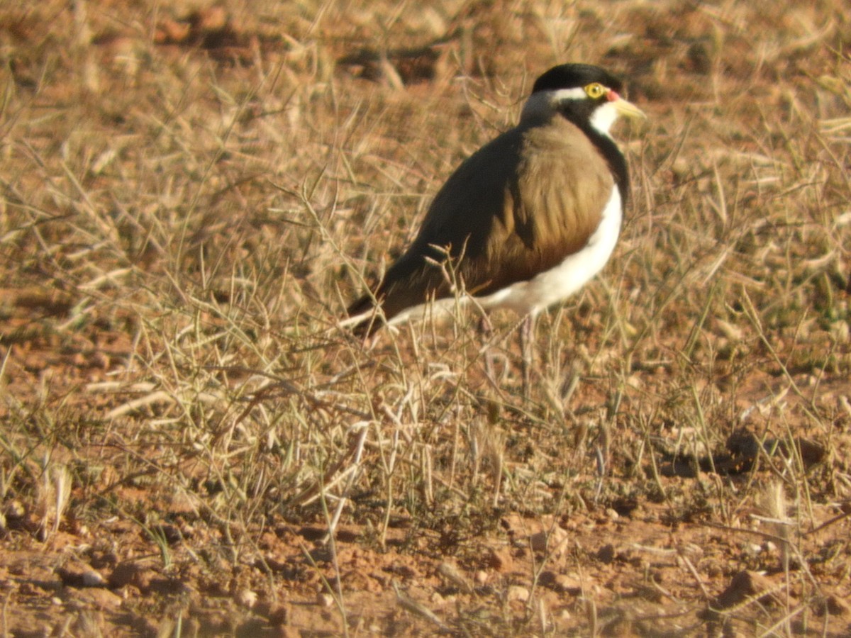 Banded Lapwing - Ron Steicke