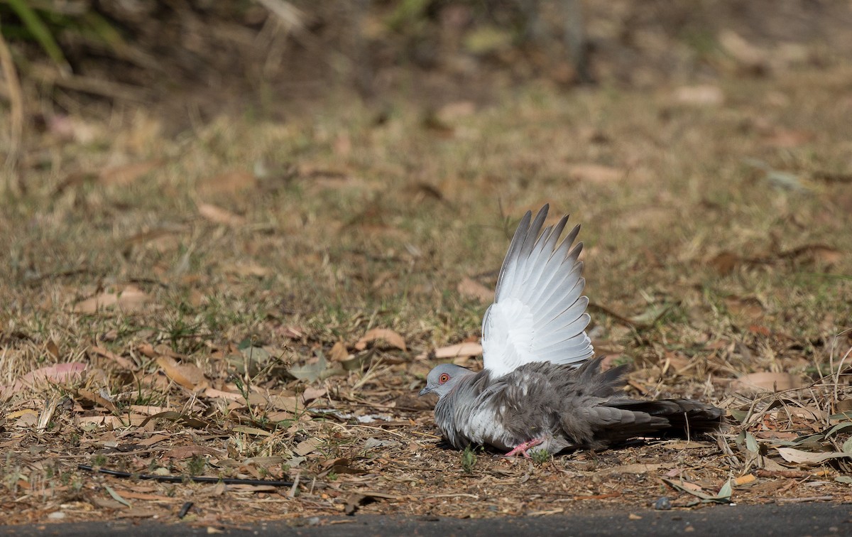 Crested Pigeon - ML177014901