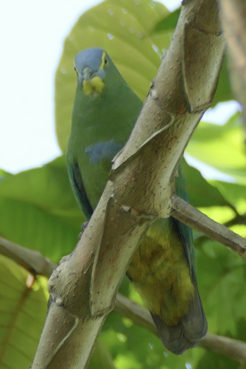 Blue-capped Fruit-Dove - Peter Kaestner