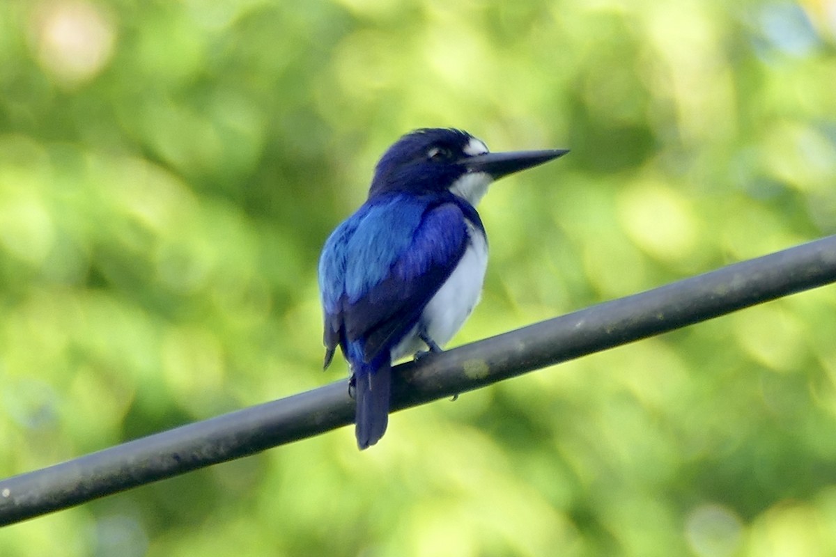 Blue-and-white Kingfisher - Peter Kaestner