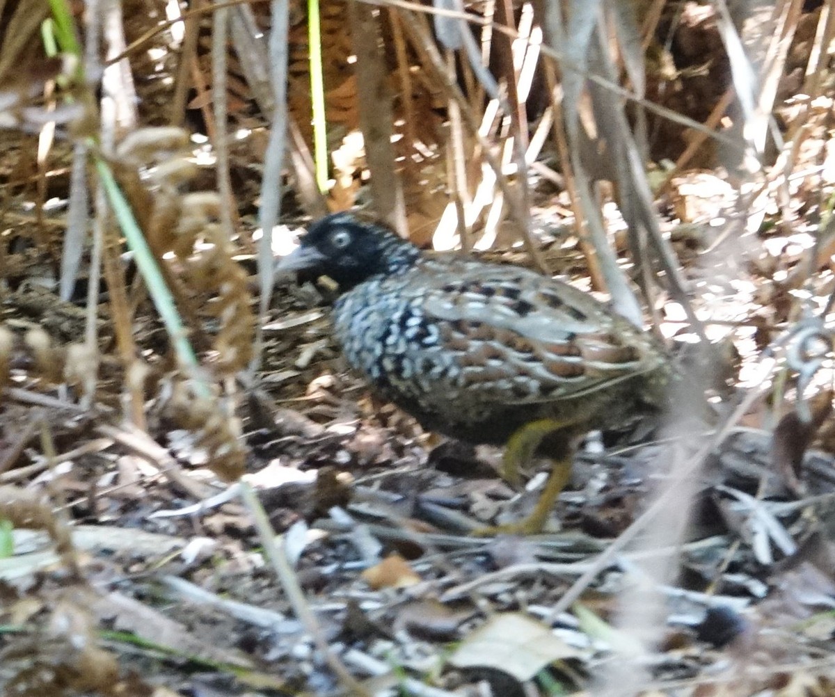 Black-breasted Buttonquail - ML177015321