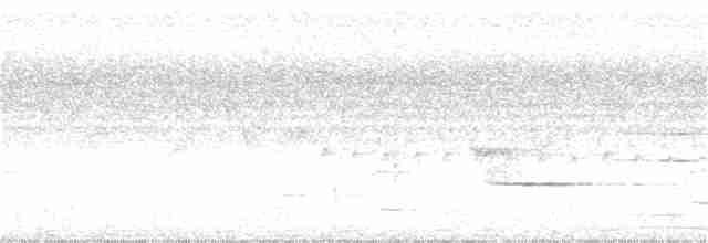 Glanzfleckdrongo (atrocaeruleus) - ML177015551