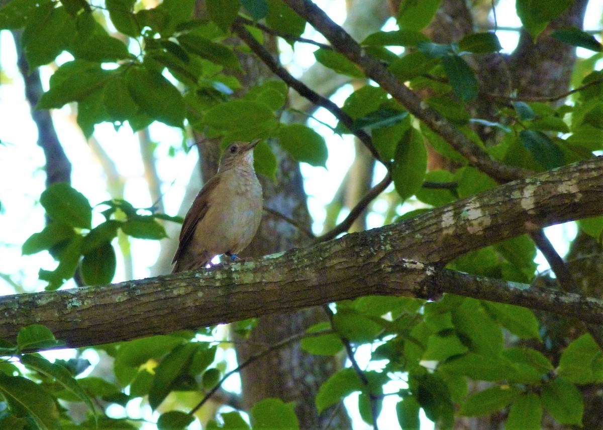 Pale-breasted Thrush - ML177017621