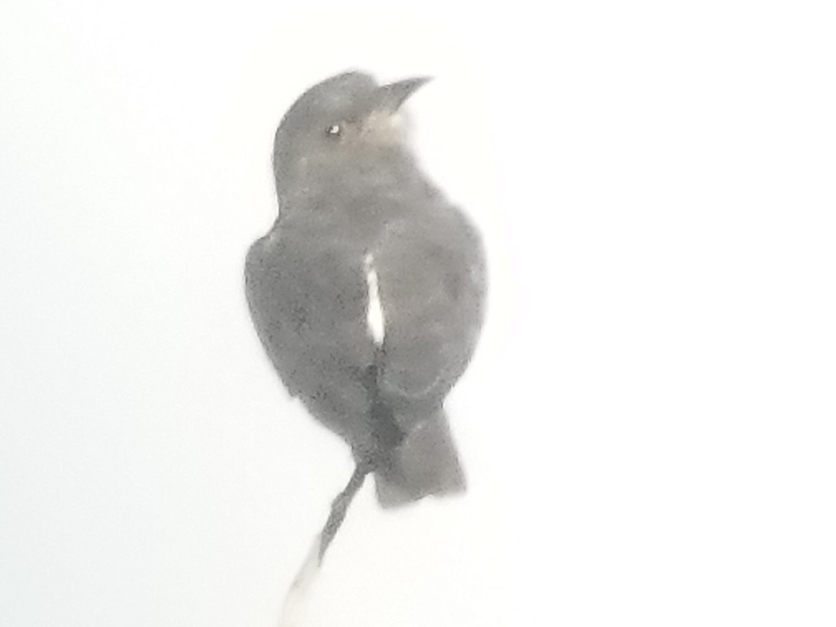 Swallow-winged Puffbird - ML177017861