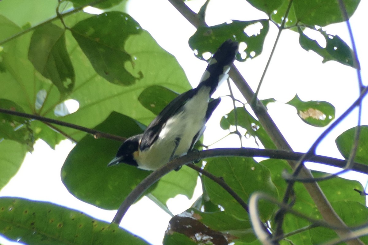 Spectacled Monarch (Halmahera) - ML177023001