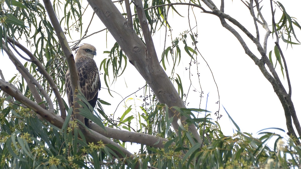 Changeable Hawk-Eagle (Crested) - ML177023291