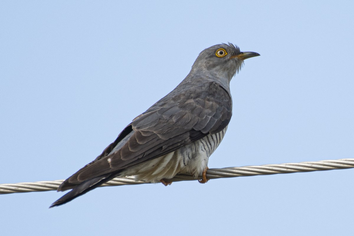 Common Cuckoo - Parth Kansara