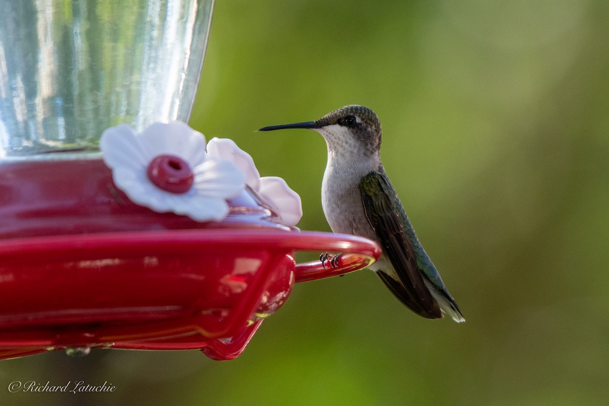 Ruby-throated Hummingbird - Richard Latuchie