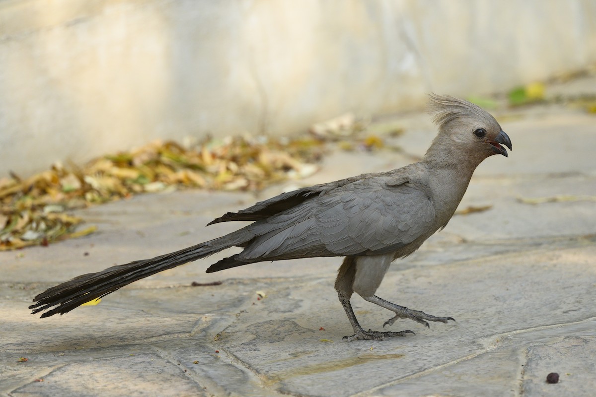 Gray Go-away-bird - Peter Hawrylyshyn