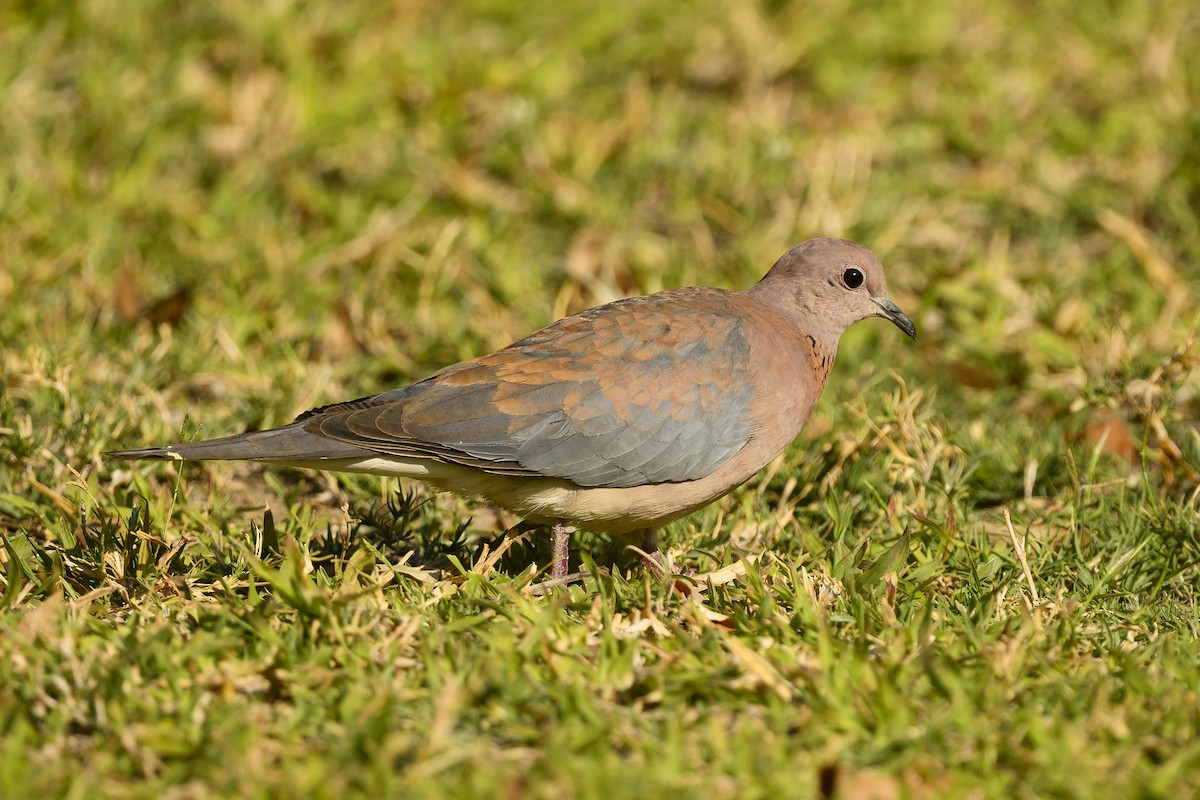 Laughing Dove - ML177025051