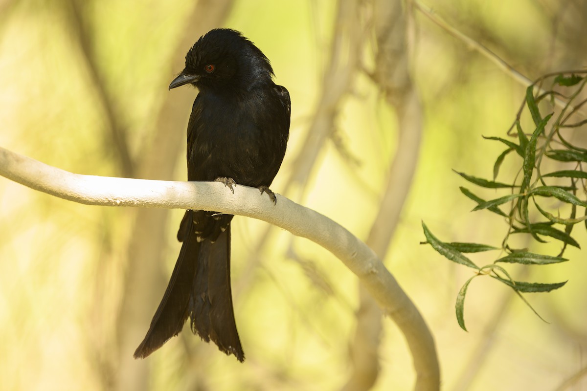 Fork-tailed Drongo - ML177025101
