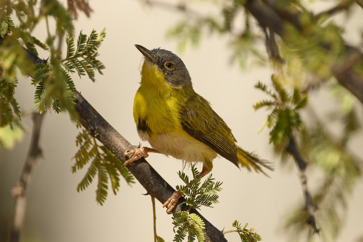 Yellow-breasted Apalis - ML177025121