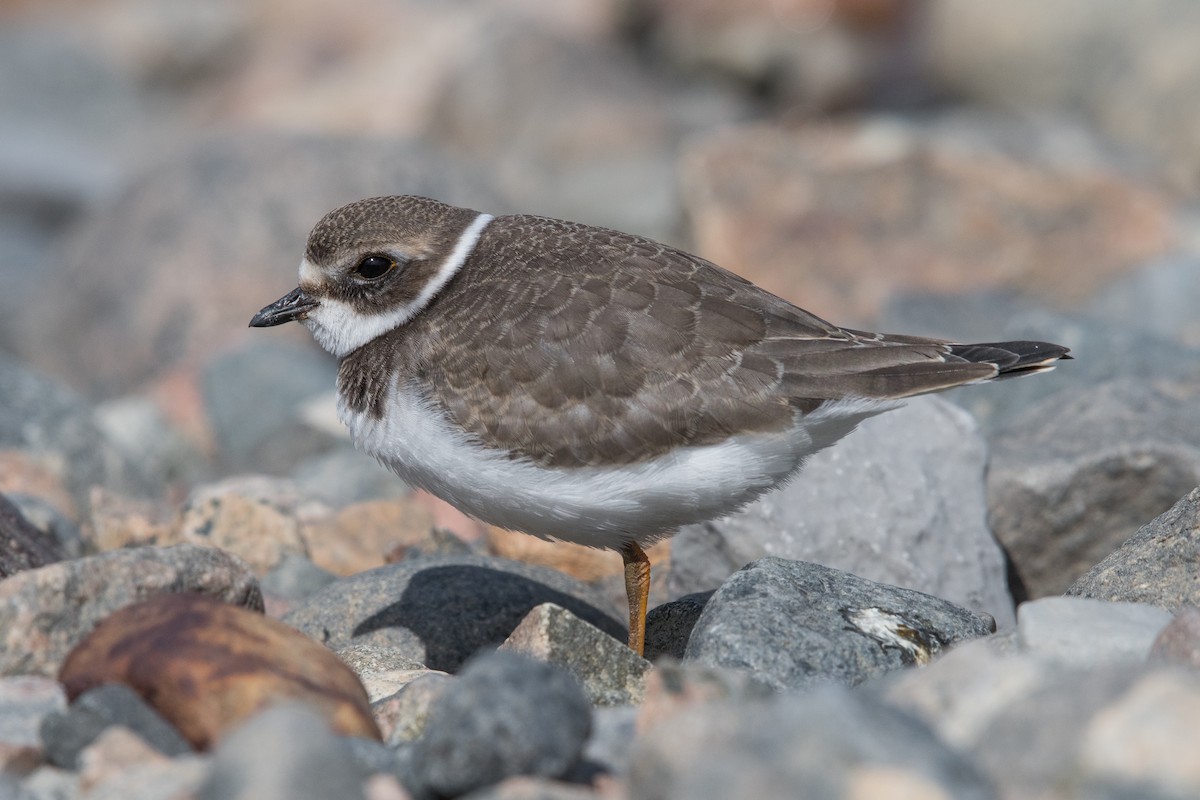 Semipalmated Plover - ML177027961