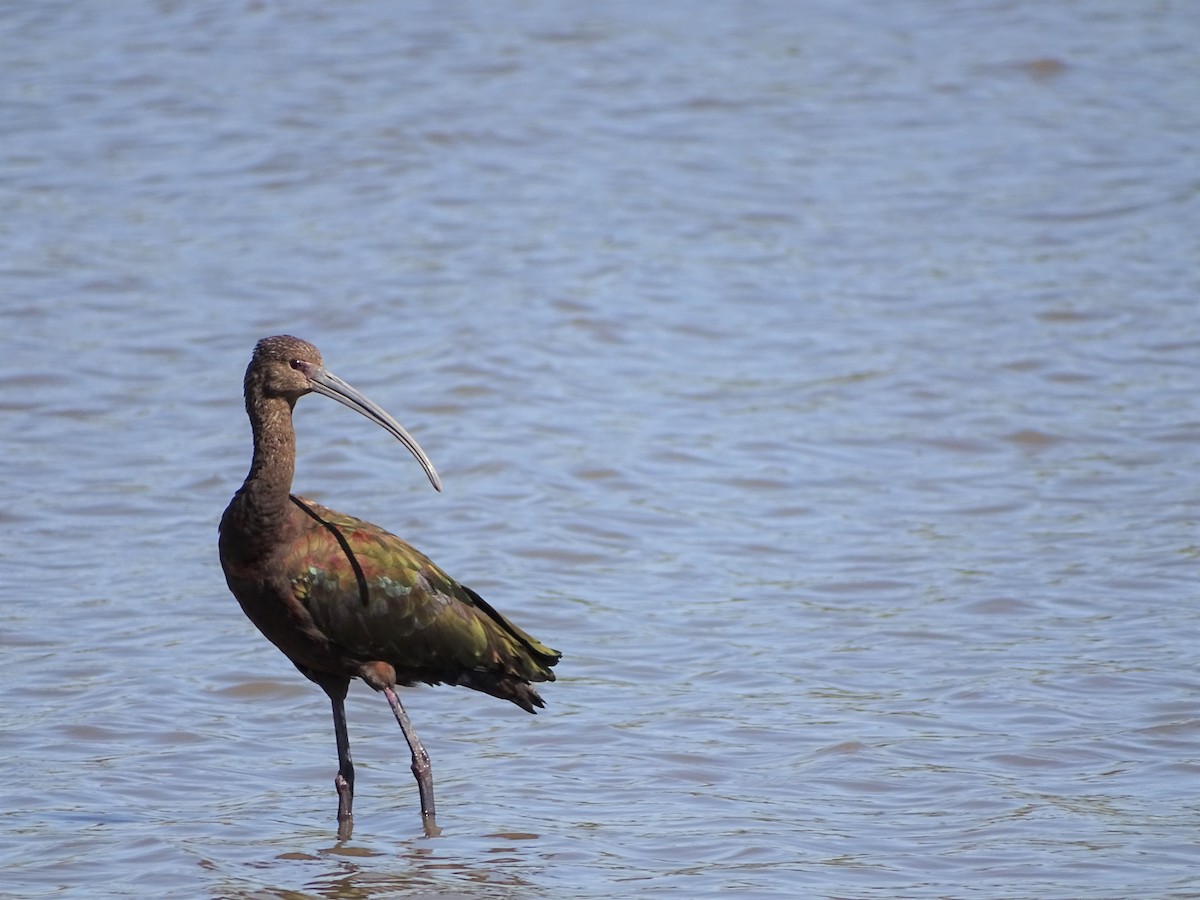 White-faced Ibis - Kevin Williams