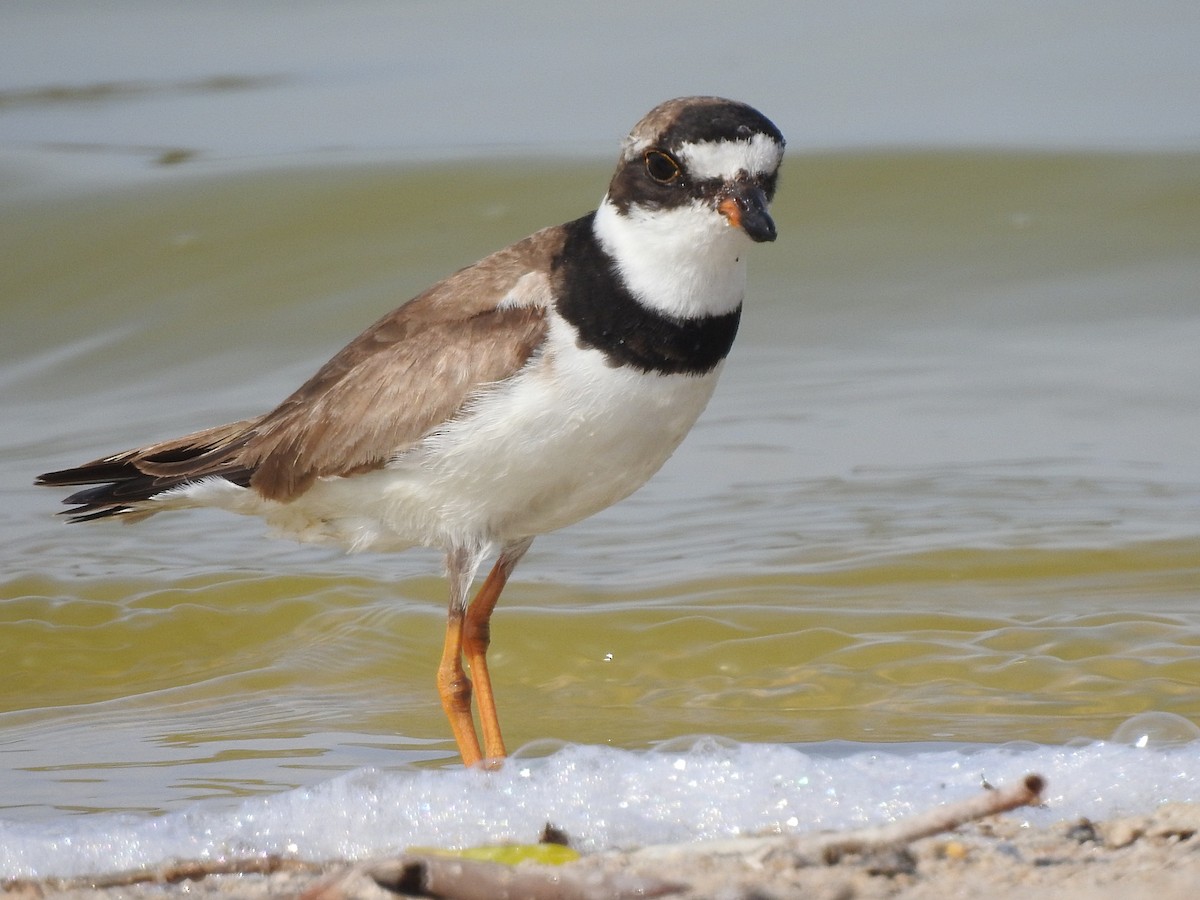 Semipalmated Plover - ML177032431