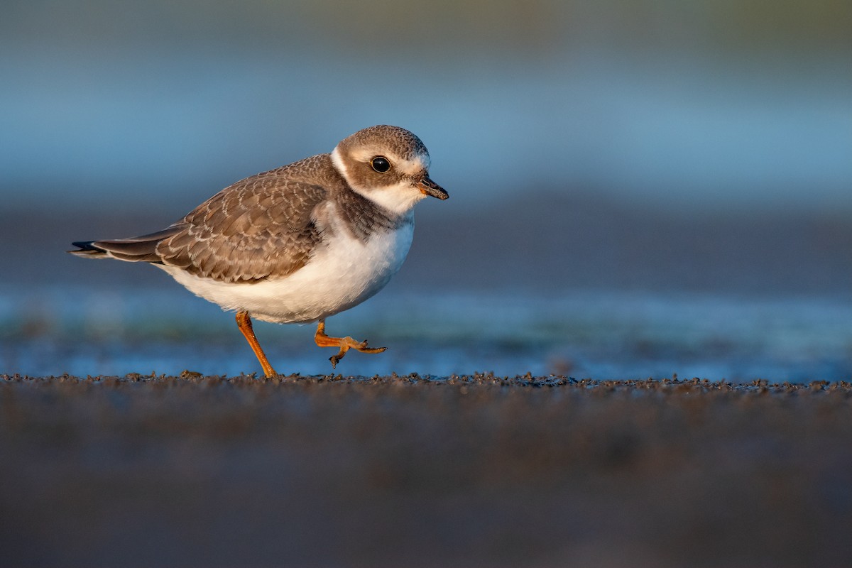 Semipalmated Plover - ML177033301
