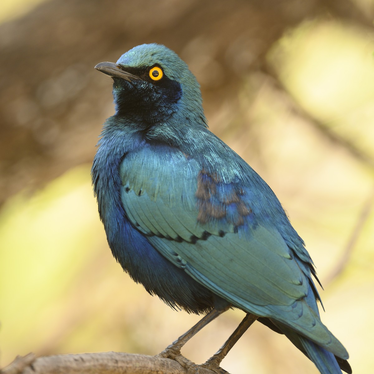 Greater Blue-eared Starling - ML177033341
