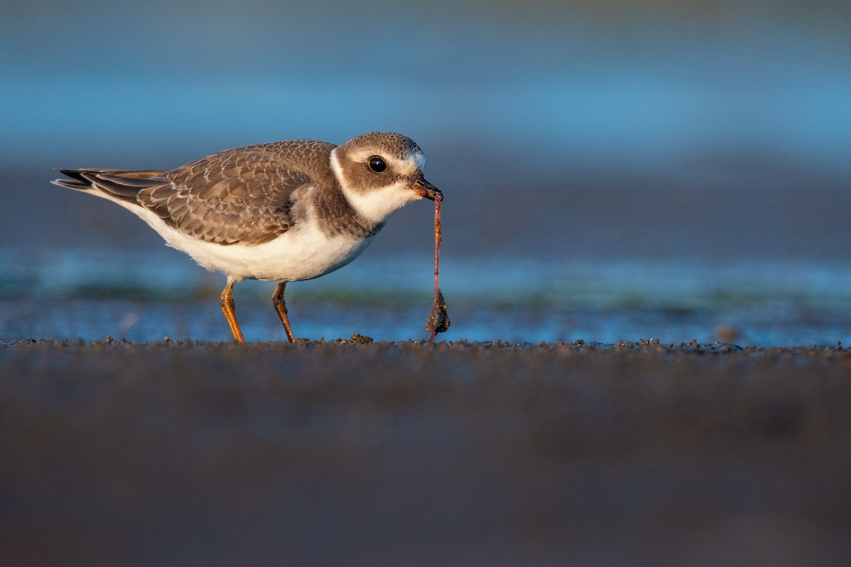 Semipalmated Plover - ML177033351