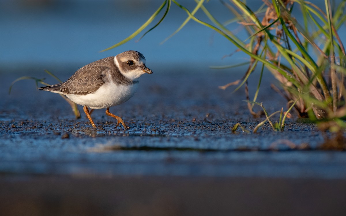 Semipalmated Plover - ML177033361