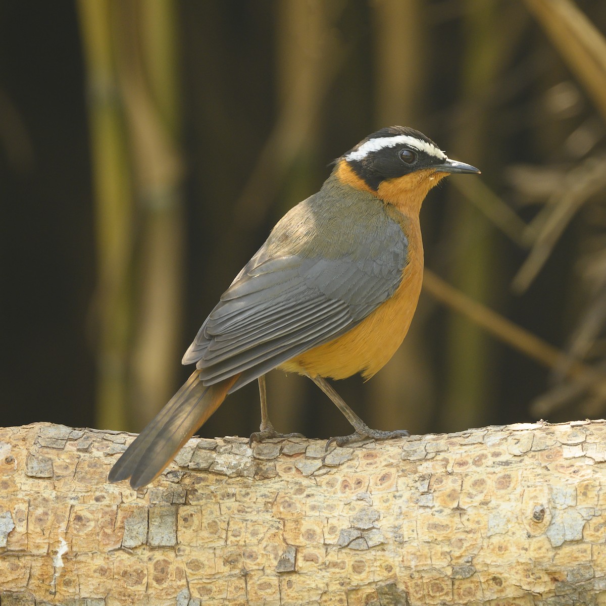 White-browed Robin-Chat - ML177033381