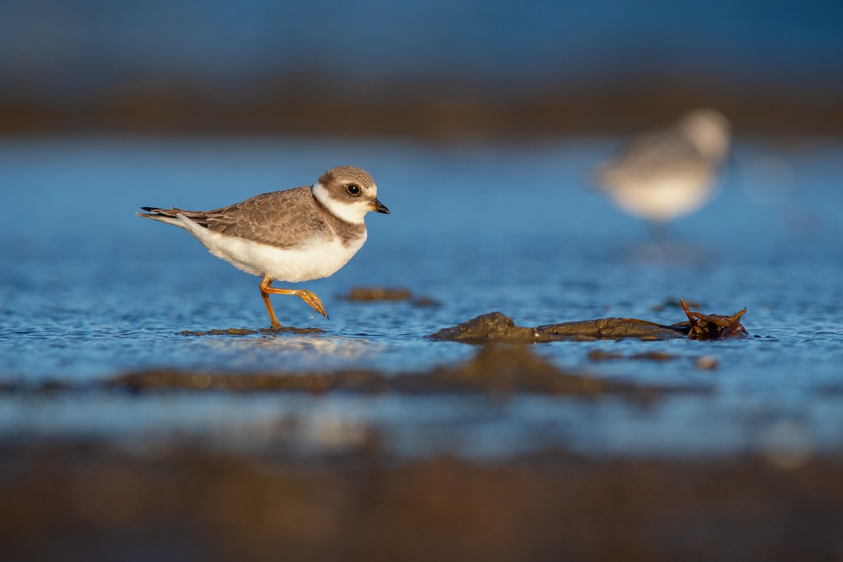Semipalmated Plover - ML177033411