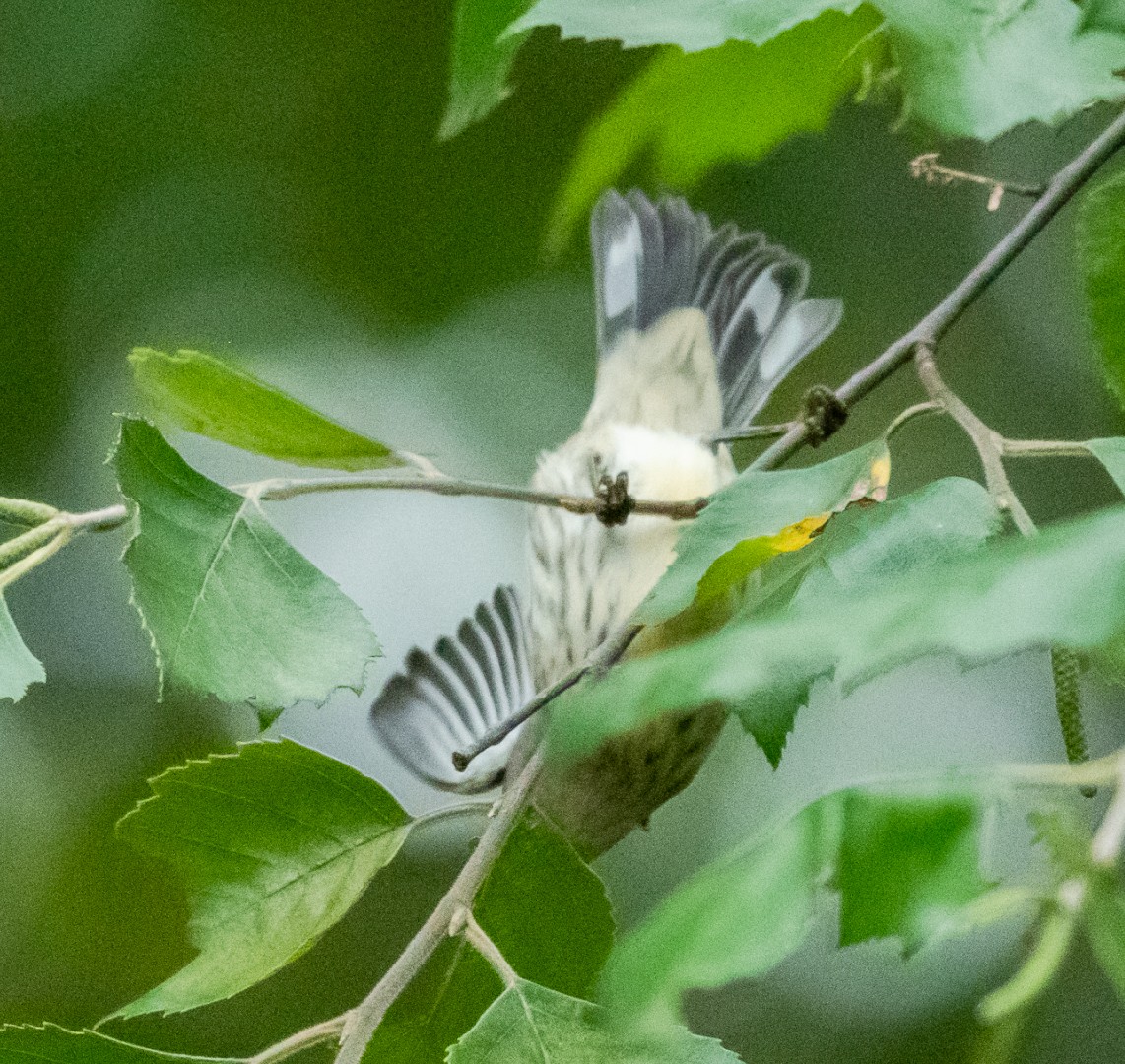 Cape May Warbler - ML177033551