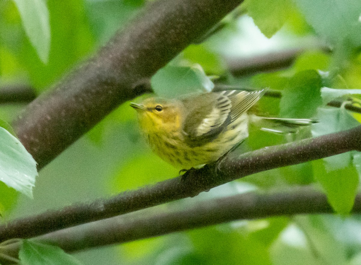 Cape May Warbler - ML177033621