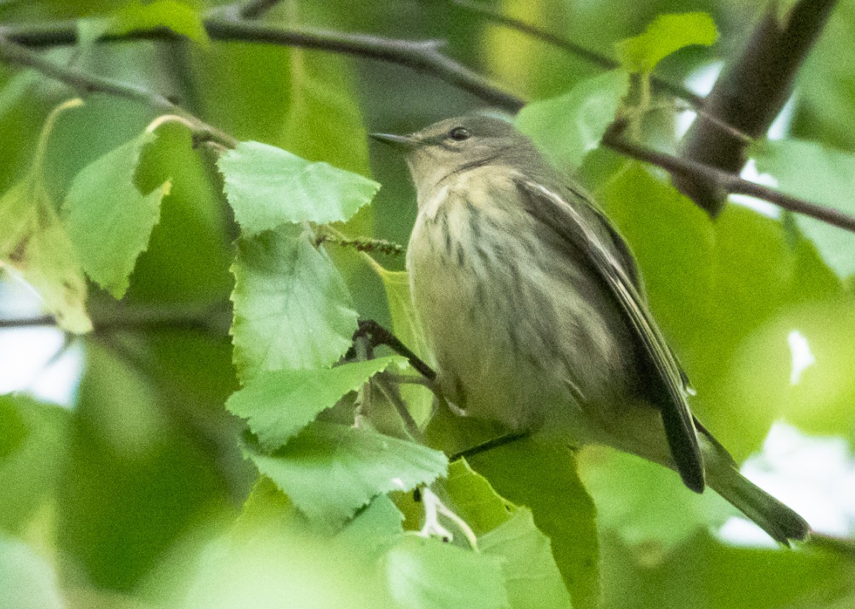 Cape May Warbler - ML177033631