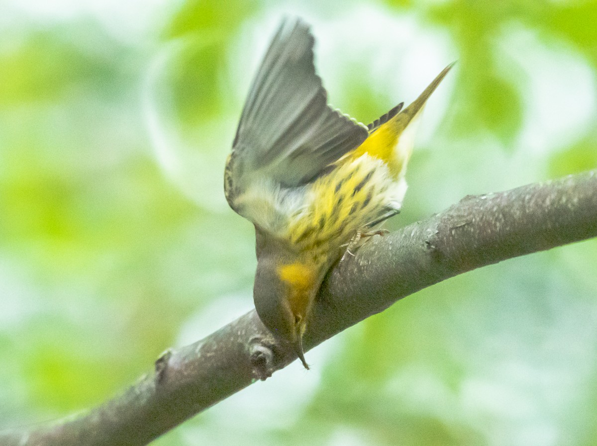 Cape May Warbler - ML177034781