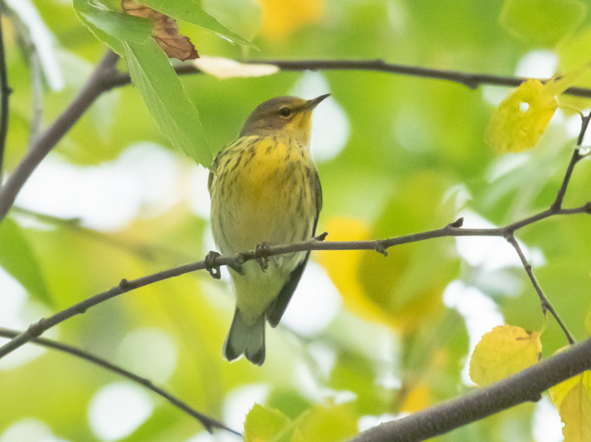Cape May Warbler - ML177034821