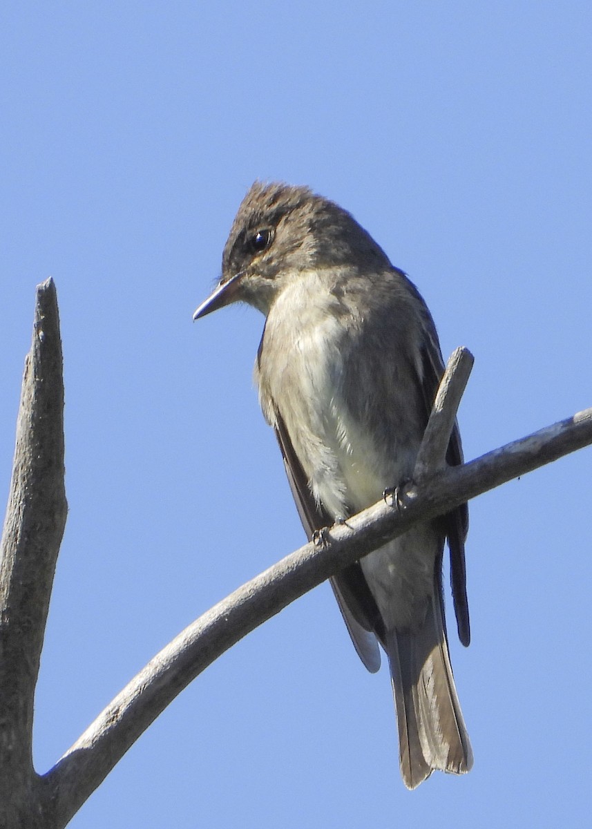 Western Wood-Pewee - Jeanette Stone