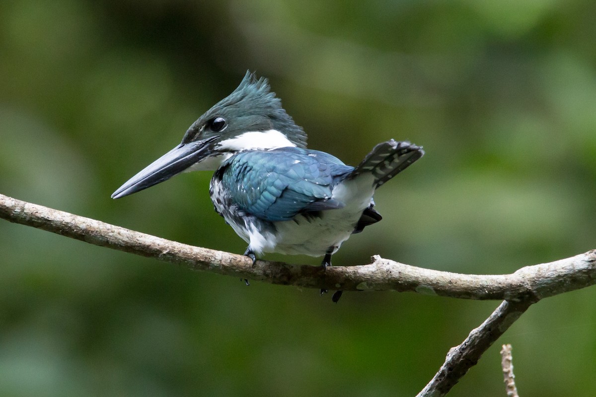Amazon Kingfisher - John Faber