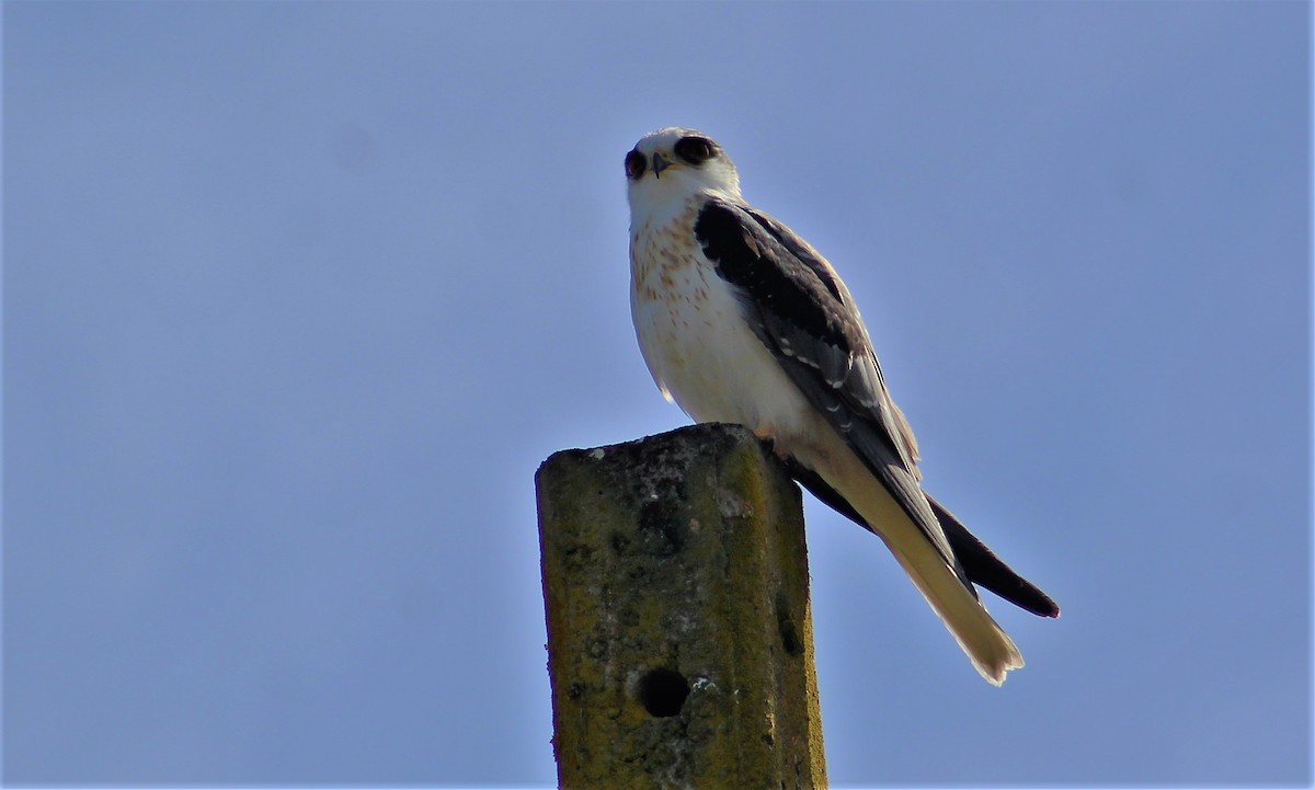 White-tailed Kite - Rodrigo Trecaman